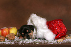 Jack Russell Terrier Welpe zur Weihnachtszeit