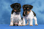 2 Jack Russell Terrier Welpen