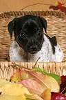 Jack Russell Terrier Welpe im Krbchen