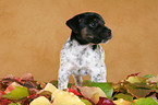 Jack Russell Terrier Welpe im Herbstlaub