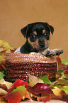 Jack Russell Terrier Welpe im Herbstlaub