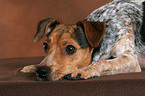 liegender Jack Russell Terrier