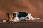 liegender Jack Russell Terrier