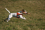 rennender Jack Russell Terrier