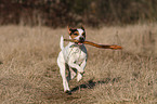 rennender Jack Russell Terrier