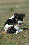 sitzender Jack Russell Terrier