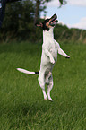 springender Jack Russell Terrier