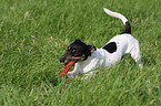 spielender Jack Russell Terrier