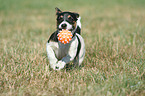 spielender Jack Russell Terrier