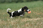 spielender Jack Russell Terrier