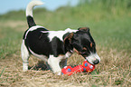 Jack Russell Terrier