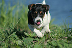 Jack Russell Terrier