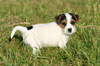 Jack Russell Terrier