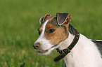 Jack Russell Terrier