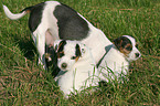 Jack Russell Terrier