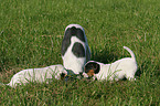 Jack Russell Terrier