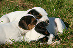 Jack Russell Terrier