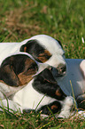 Jack Russell Terrier