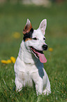 sitzender Jack Russell Terrier