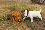 Beagle-Griffon-Mix und Jack Russell Terrier