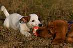 Beagle-Griffon-Mix und Jack Russell Terrier