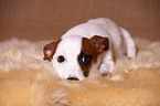 liegender Jack Russell Terrier