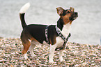 stehender Jack Russell Terrier