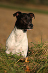 Jack Russell Terrier