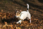 Jack Russell Terrier Rde