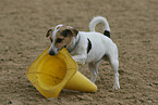 spielender Jack Russell Terrier