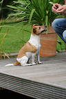 sitzender Jack Russell Terrier