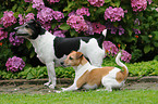2 Jack Russell Terrier