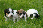 3 Jack Russell Terrier Welpen