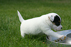 Jack Russell Terrier Welpe am Futternapf