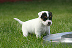 Jack Russell Terrier Welpe am Futternapf