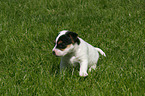 Jack Russell Terrier Welpe auf der Wiese