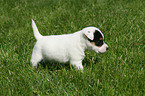 Jack Russell Terrier Welpe auf der Wiese