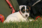 liegender Jack Russell Terrier Welpe