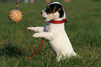 spielender Jack Russell Terrier Welpe