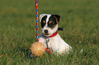 Jack Russell Terrier Welpe auf der Wiese