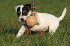 spielender Jack Russell Terrier Welpe