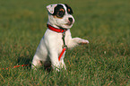 sitzender Jack Russell Terrier Welpe