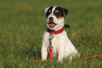 sitzender Jack Russell Terrier Welpe