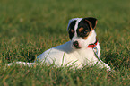 liegender Jack Russell Terrier Welpe