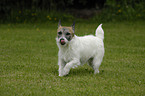 rennender Jack Russell Terrier