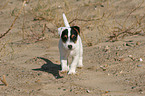 laufender Jack Russell Terrier Welpe