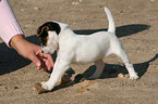 Jack Russell Terrier Welpe