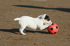 Jack Russell Terrier Welpe mit Ball
