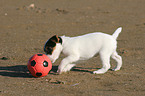 Jack Russell Terrier Welpe mit Ball