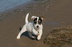 rennender Jack Russell Terrier Welpe am Strand